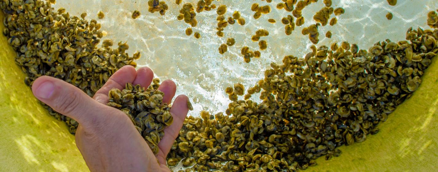 Hand holding small shellfish