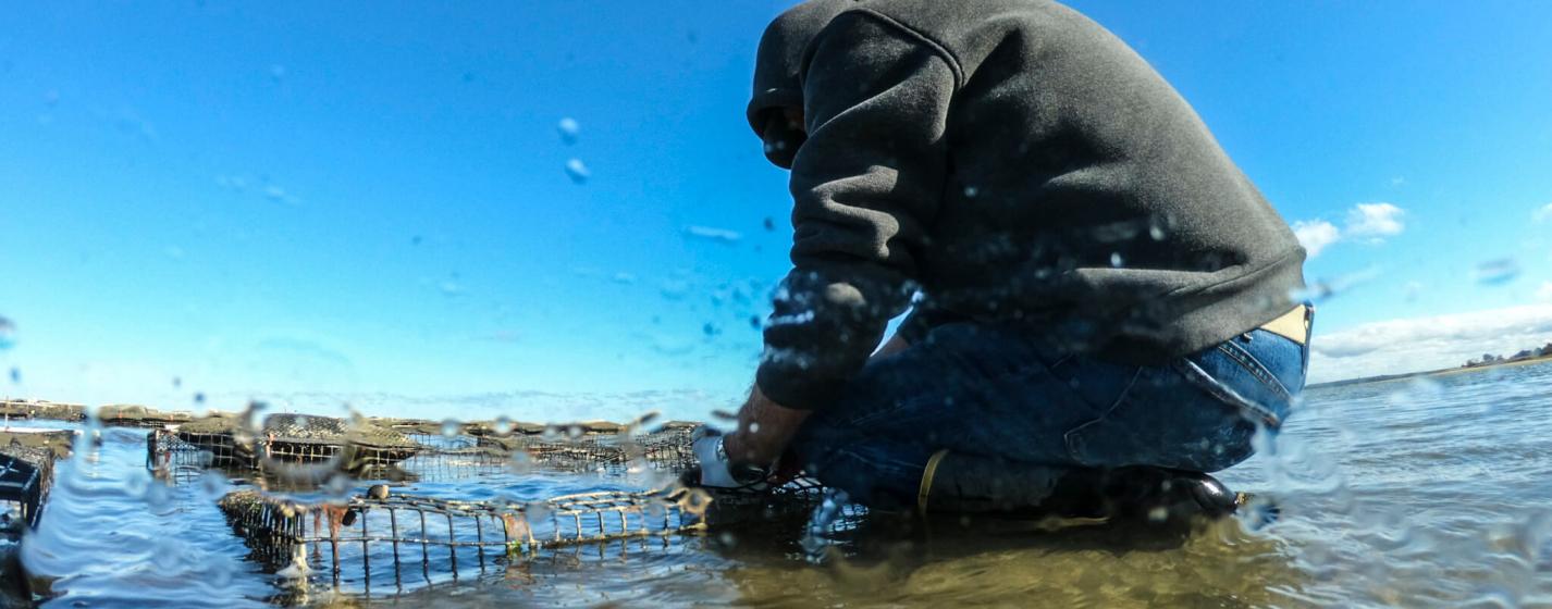 Oyster farmer in shallow water