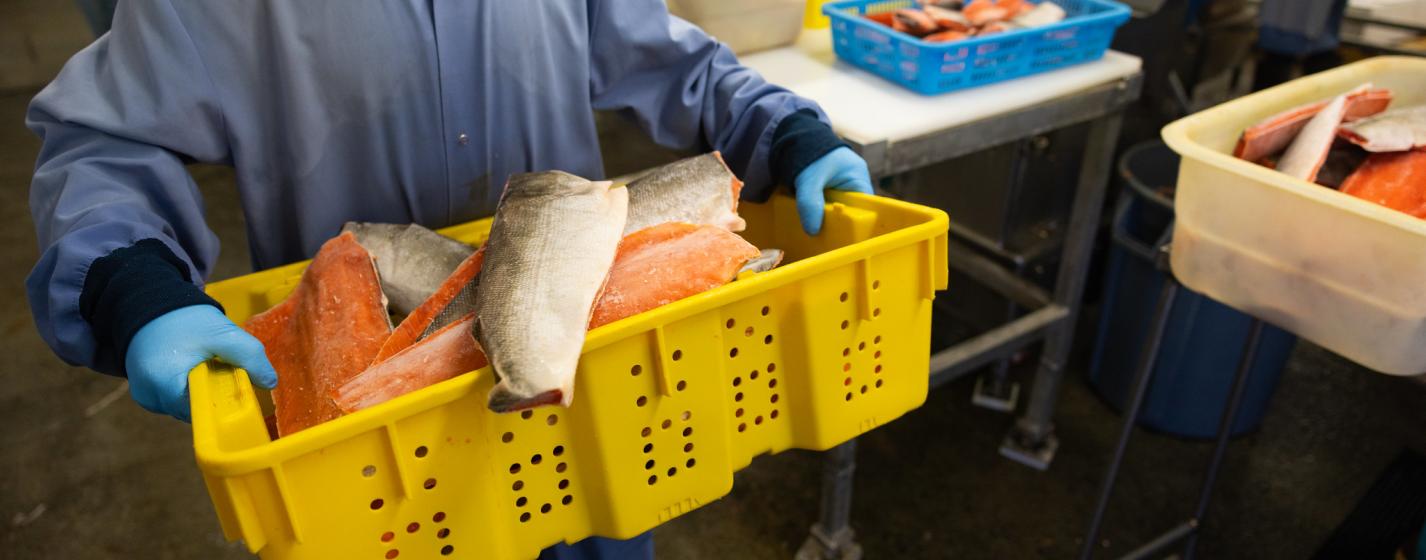 Worker holding a yellow crate of salmon fillets in a seafood processing facility with others sorting fish in the background.