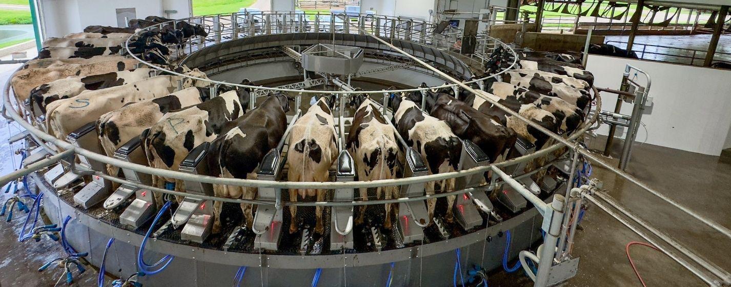 automated rotary milking parlor