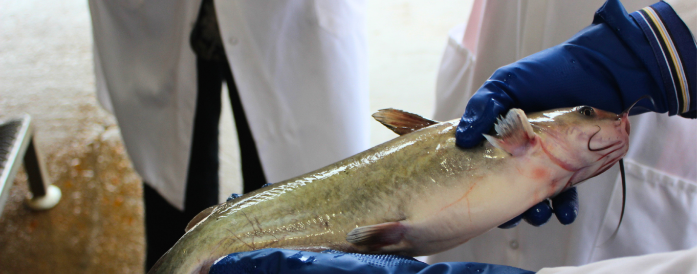 Catfish inspectors