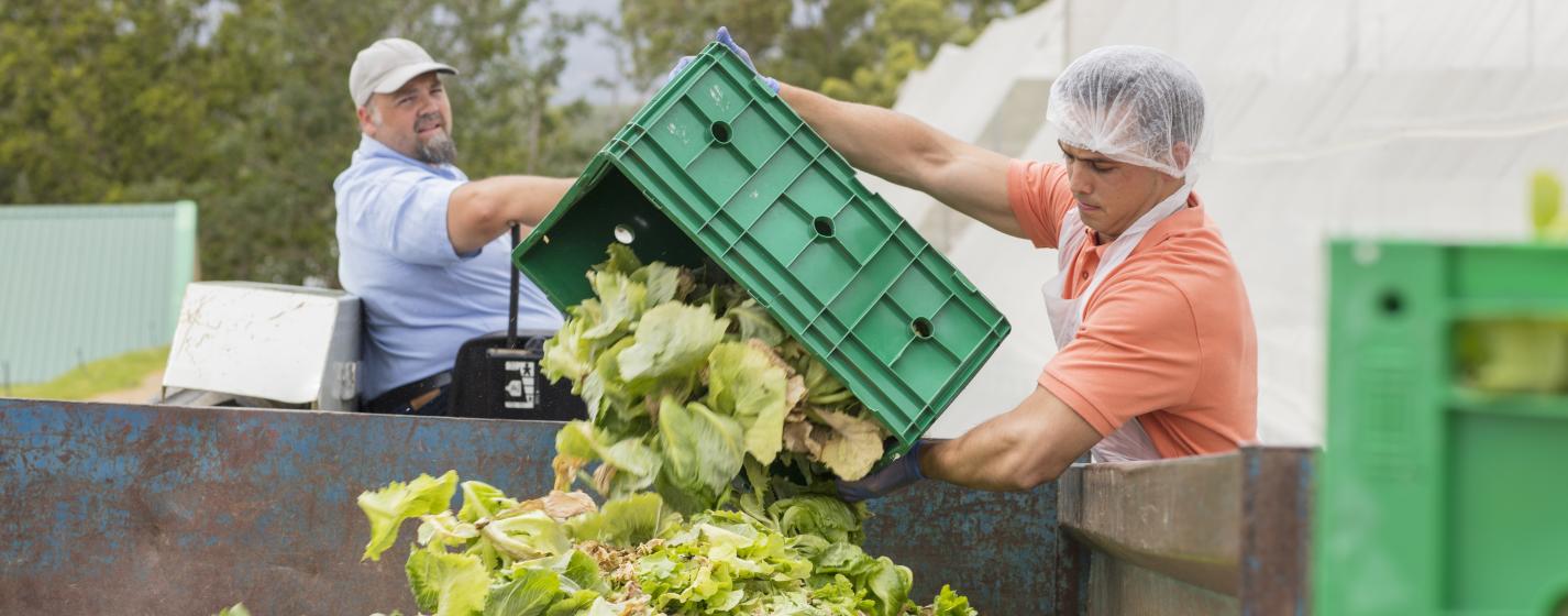 Two people working near a bin with lettuce inside the bin