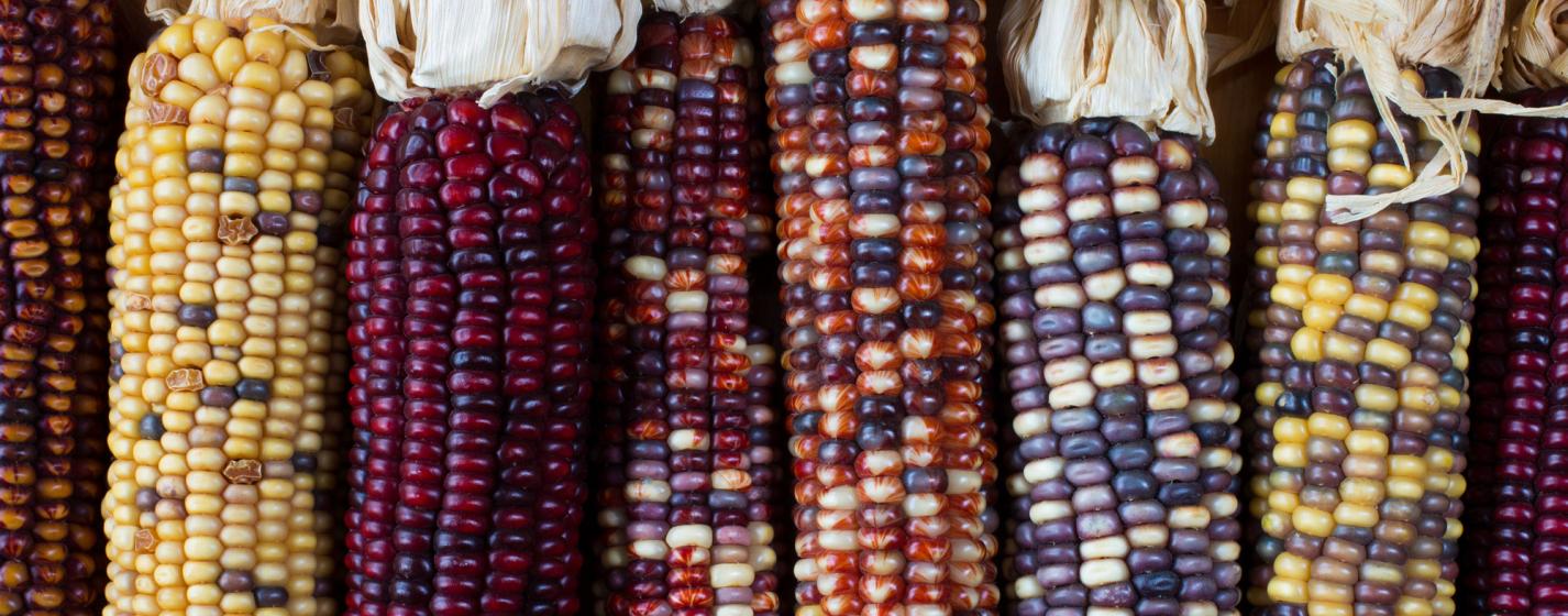 Multicolored corn