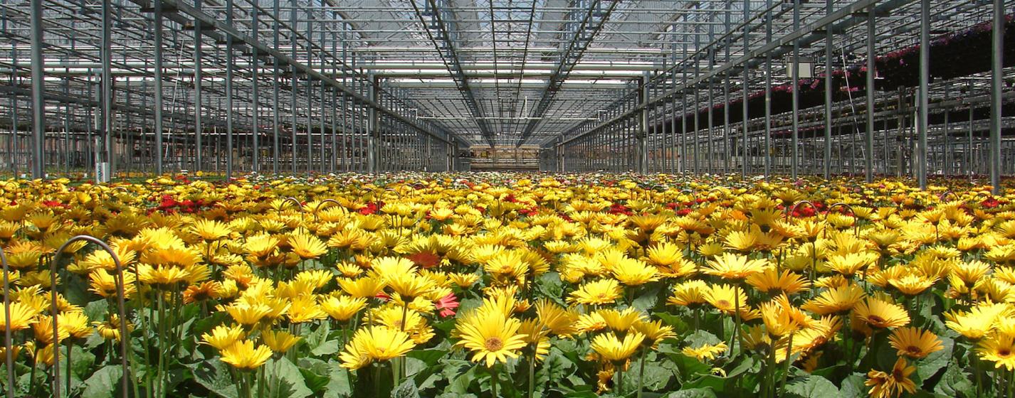 A greenhouse with flowers