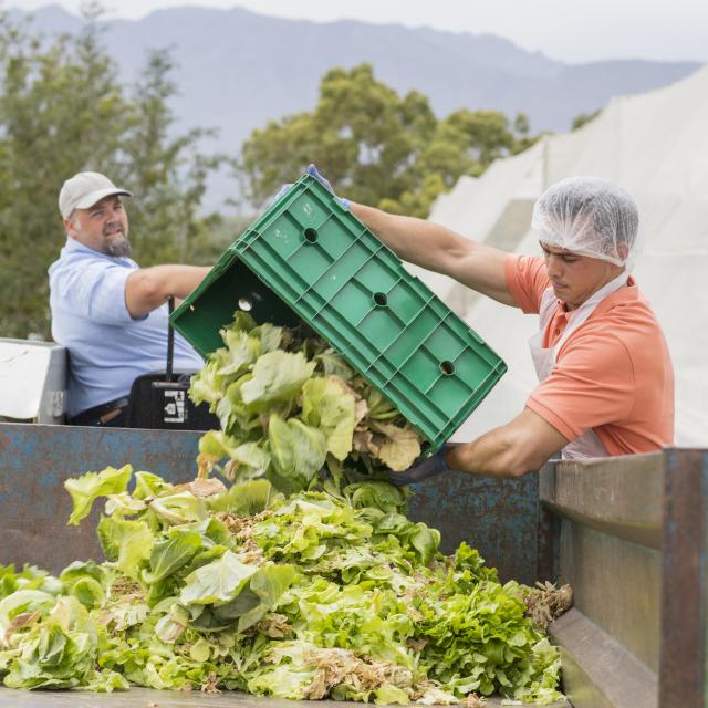 Two people working near a bin with lettuce inside the bin