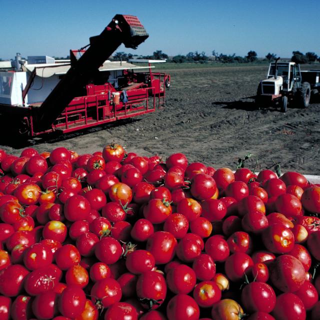 A pile of tomatoes near tractors