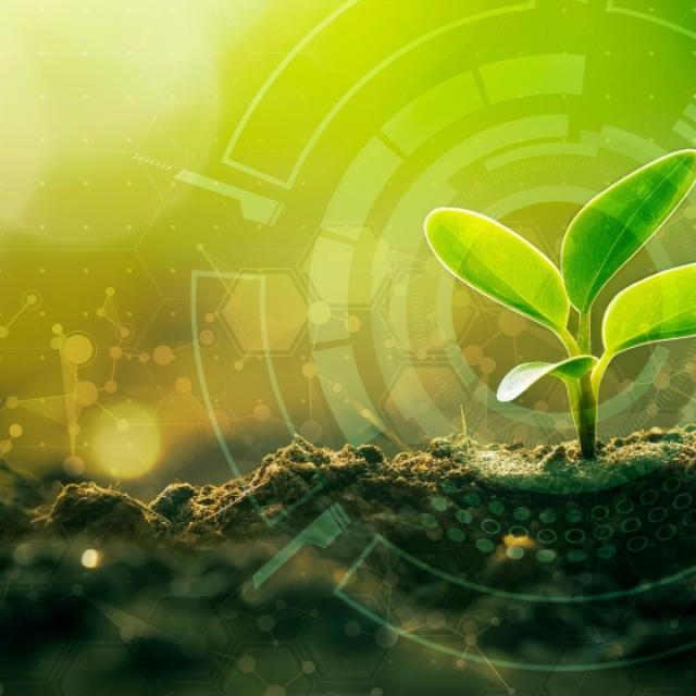 Plant sprout