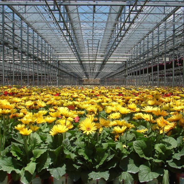 A greenhouse with flowers