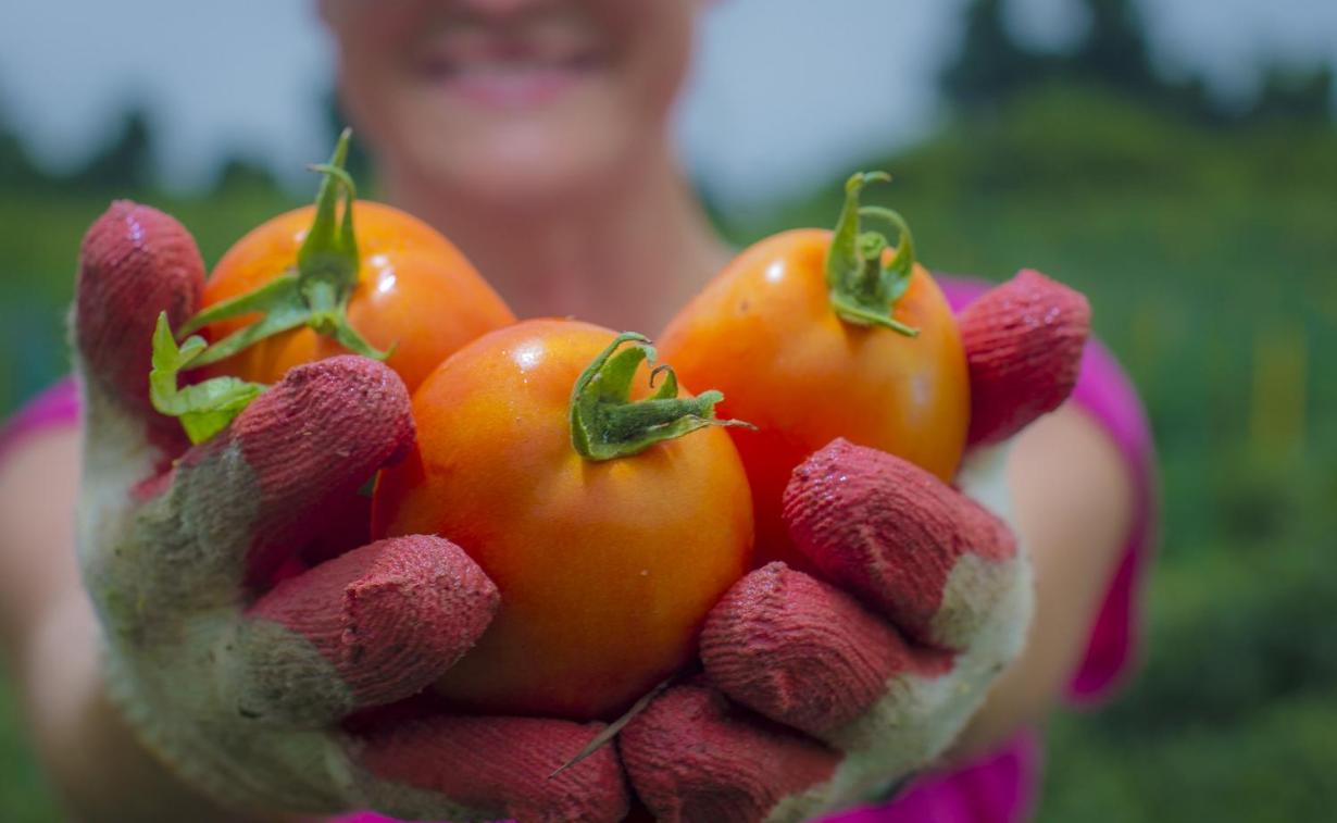 A person with gloves holding vegetables