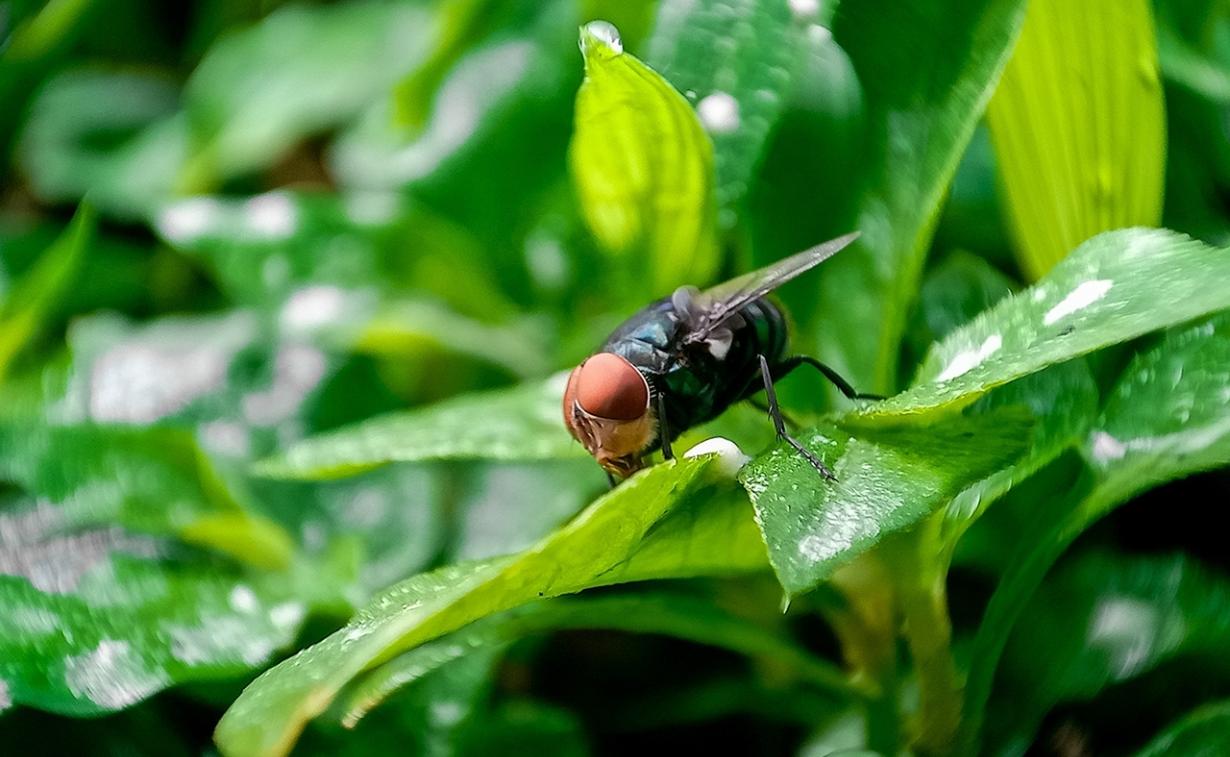 Fly on a leaf