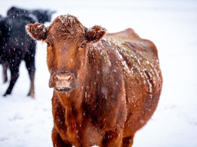 cow in a snow storm