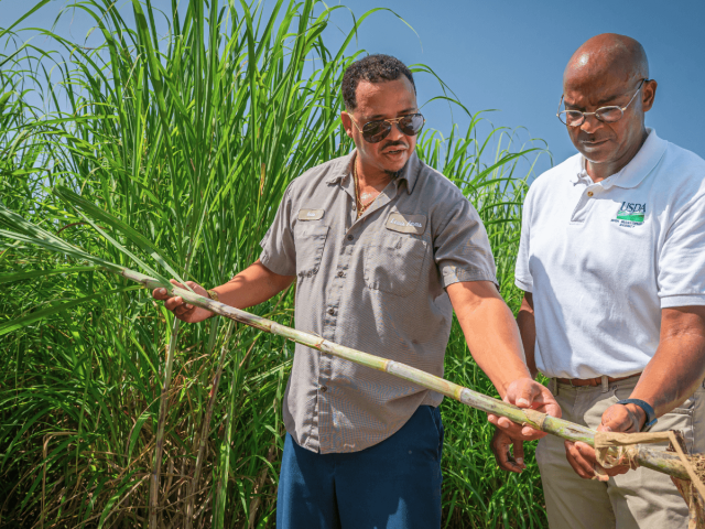 Two men examine a tall grass plant in a field, holding a long plant stalk between them.