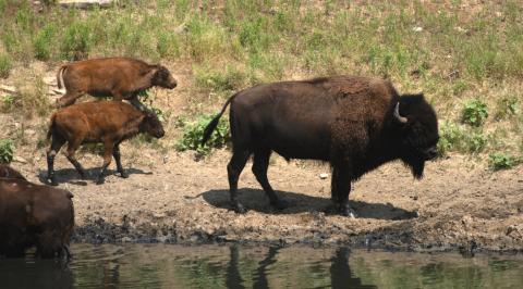 A group of buffalo