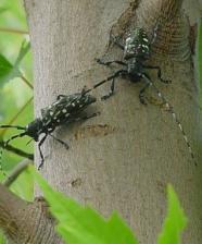 Two ALB adults on a maple tree in Illinois (ALB is eradicated in Illinois).