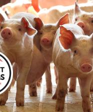 Group of pigs with the text "Protect our Pigs. Fight African Swine Fever"