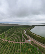 180-degree aerial view of Citrus Grower and Manager of Edinburg Citrus Association and Delta Lakes