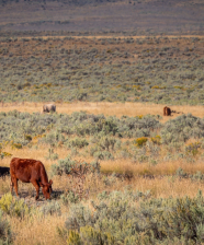 Cattle grazing on rangeland near Jordan Valley, OR