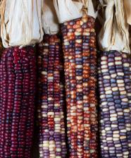 Multicolored corn