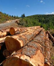 Logs of timber near a road
