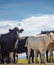 Group of cows