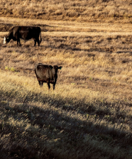 Cattle grazing
