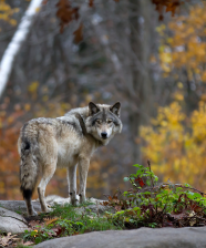 Grey Wolf