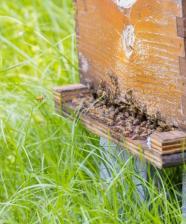 Yellow-legged hornet showing “hawking” or predation behavior with honey bees (Photo by Georgia Department of Agriculture)