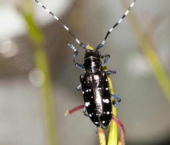 Asian Longhorned Beetle