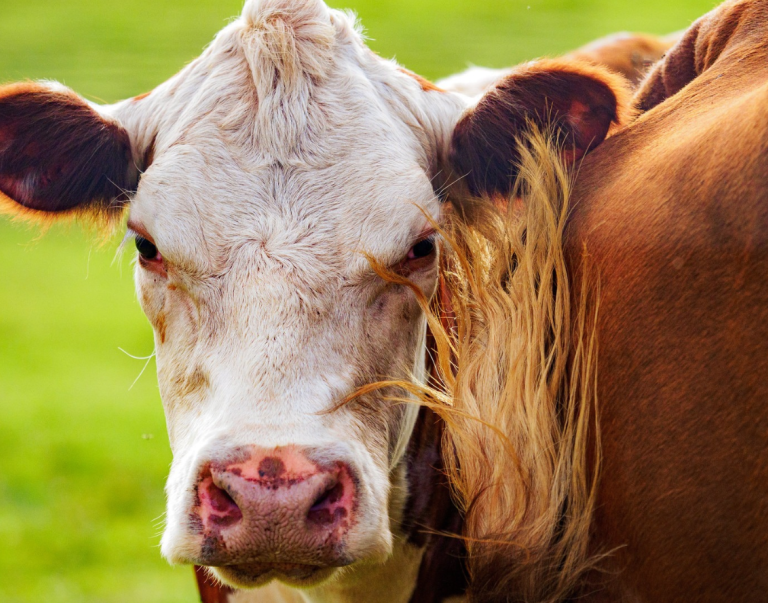Cattle