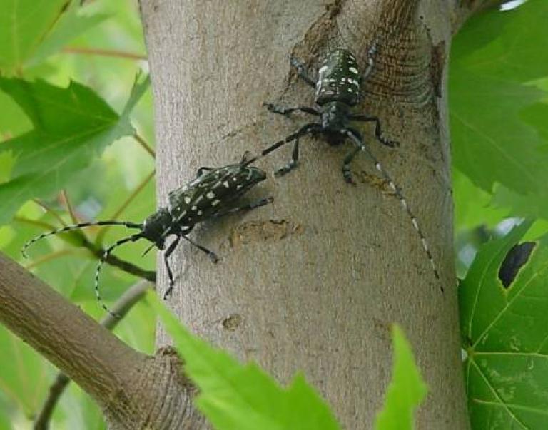 Two ALB adults on a maple tree in Illinois (ALB is eradicated in Illinois).