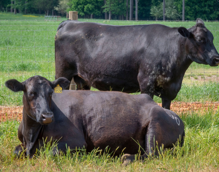 Cattle standing and sitting