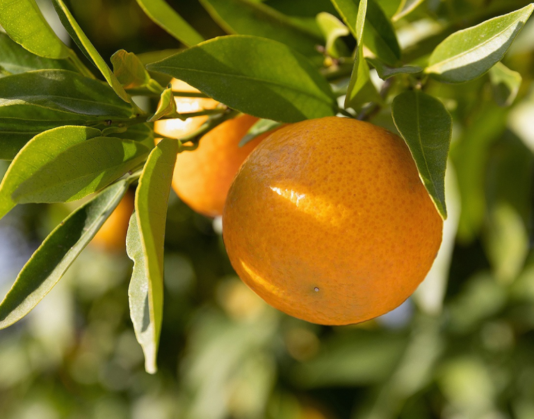 Oranges