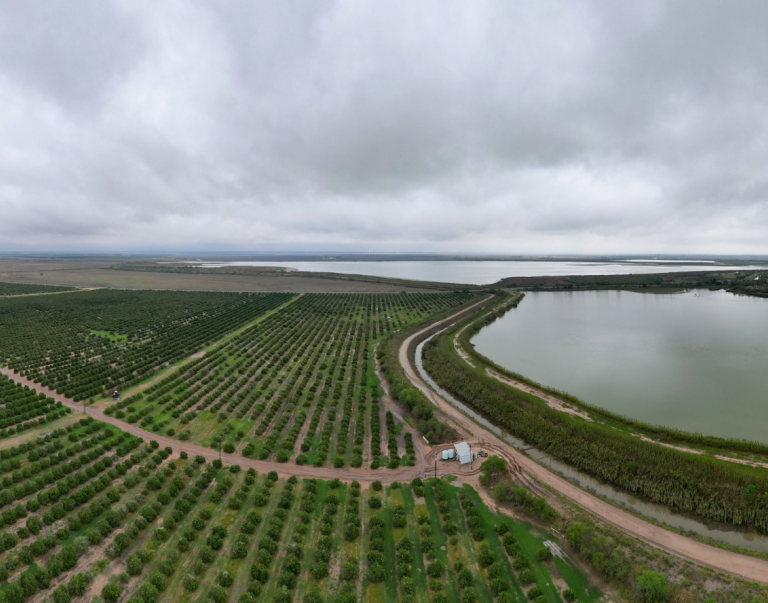 180-degree aerial view of Citrus Grower and Manager of Edinburg Citrus Association and Delta Lakes