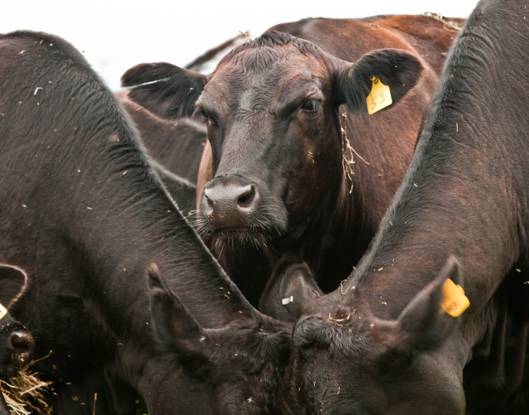 Cattle