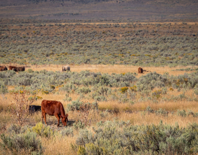 Cattle grazing on rangeland near Jordan Valley, OR