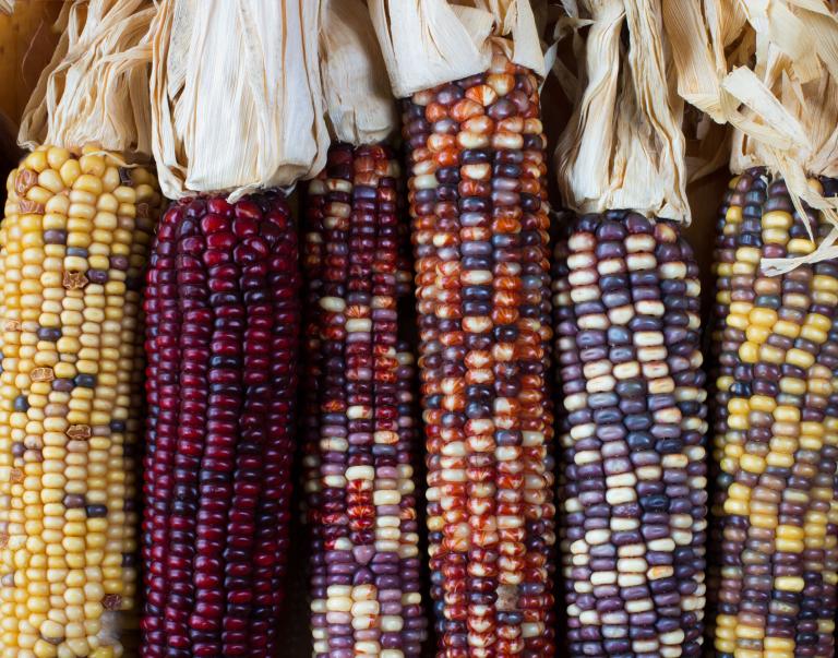 Multicolored corn
