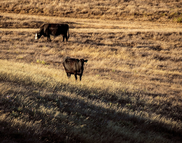 Cattle grazing