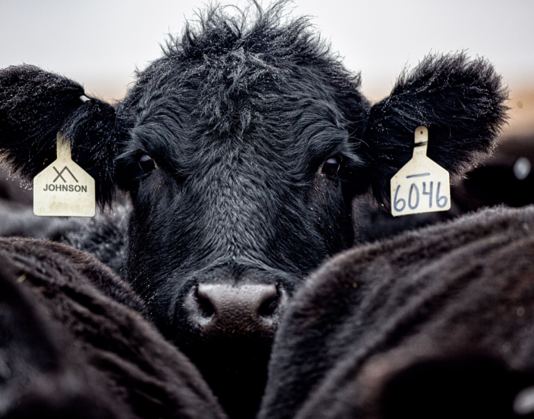 Black Angus cattle