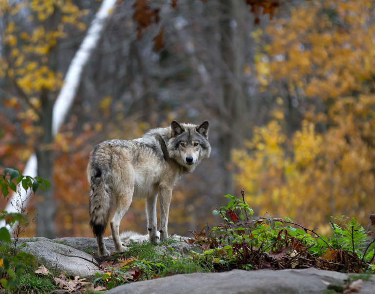 Grey Wolf