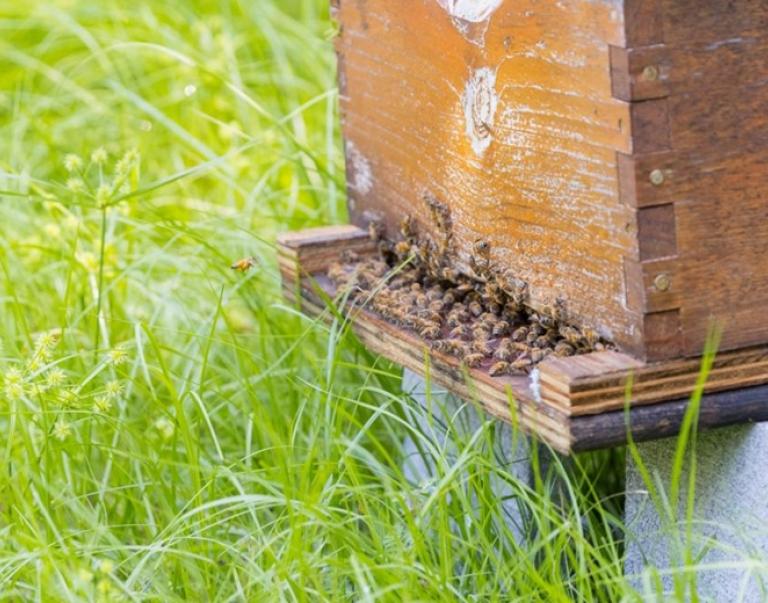 Yellow-legged hornet showing “hawking” or predation behavior with honey bees (Photo by Georgia Department of Agriculture)