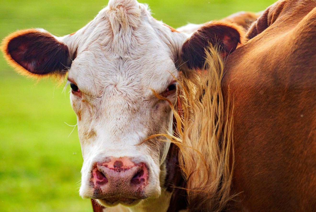 Cattle