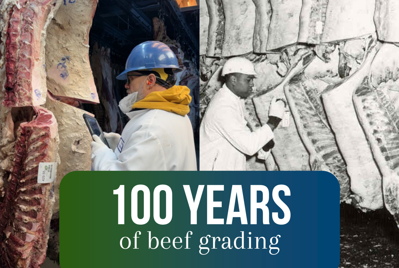 Graphic showing 100 years of grading for beef