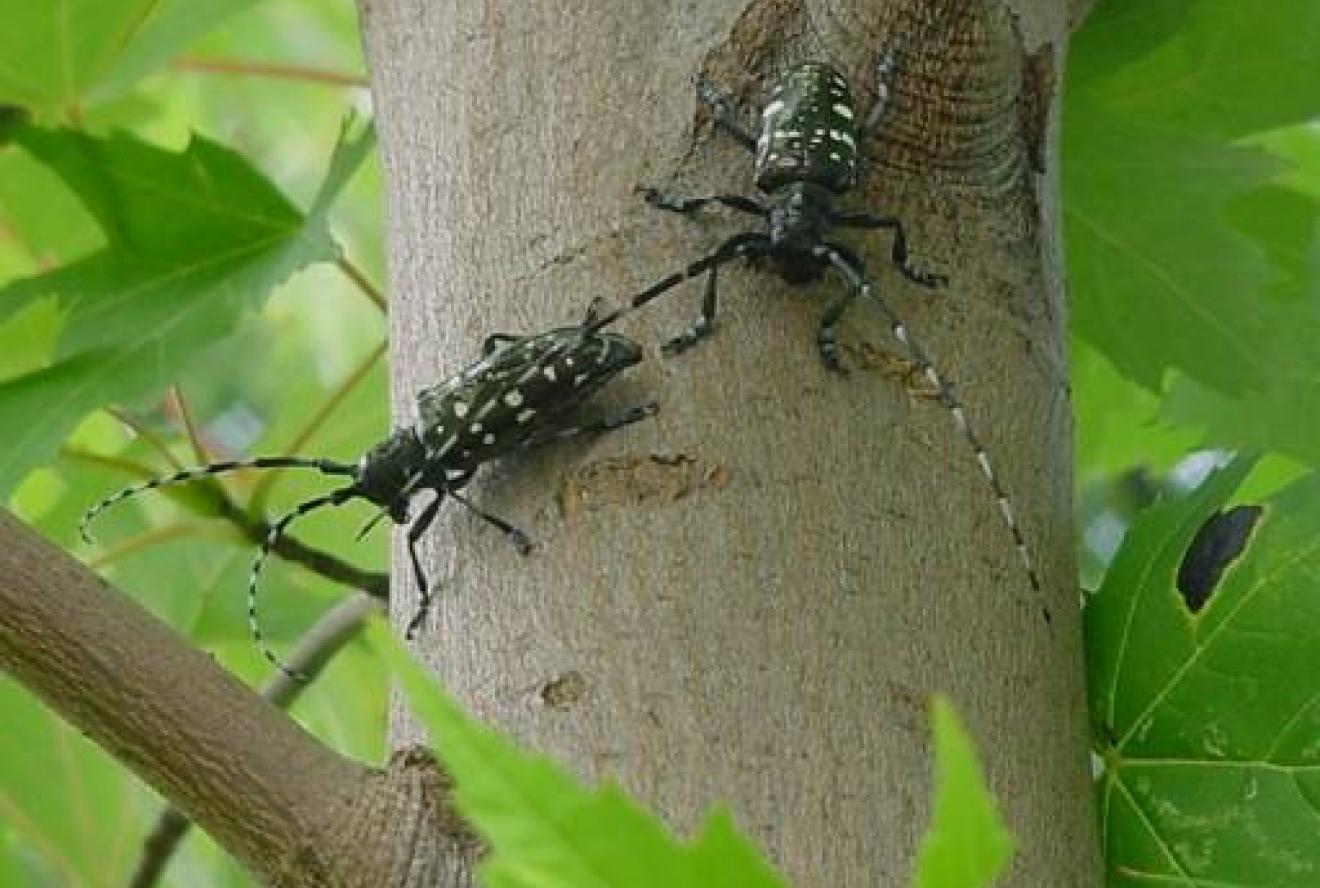Two ALB adults on a maple tree in Illinois (ALB is eradicated in Illinois).
