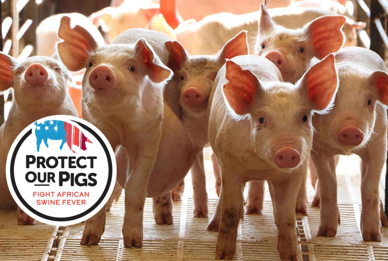 Group of pigs with the text "Protect our Pigs. Fight African Swine Fever"
