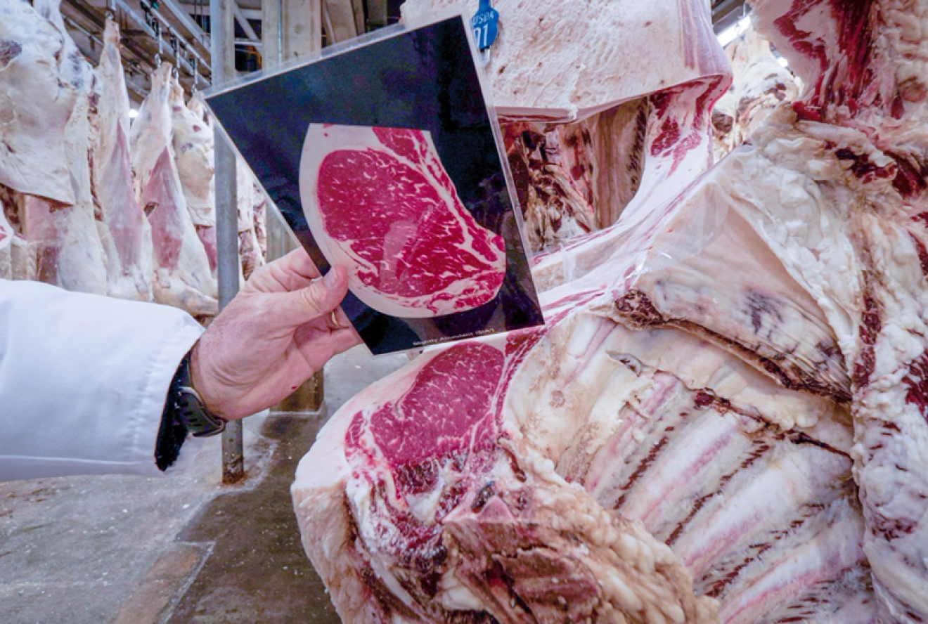 Graders use marbling standards cards to consistently establish correlations and score carcasses