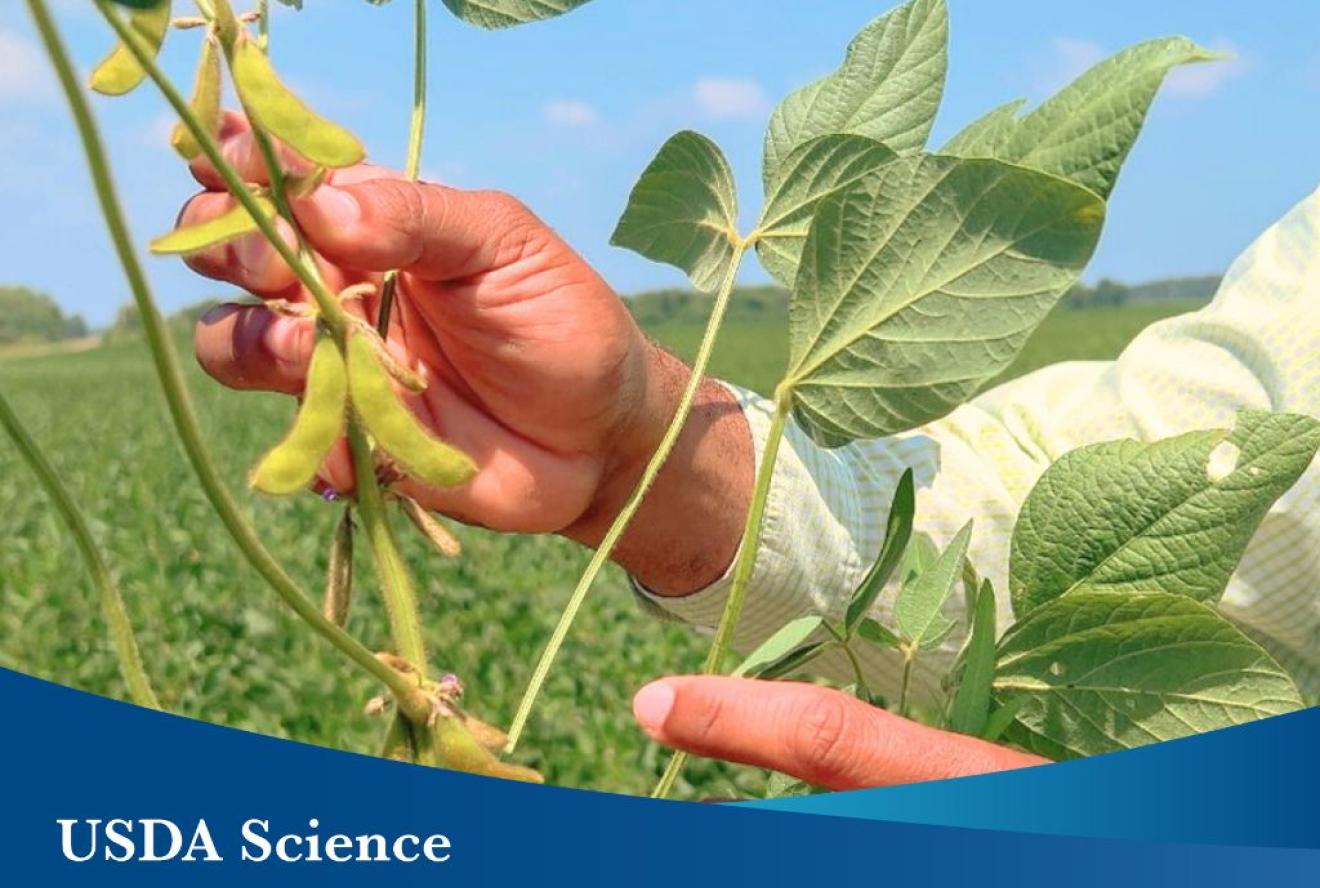 A farmer holding a soybean crop in a field