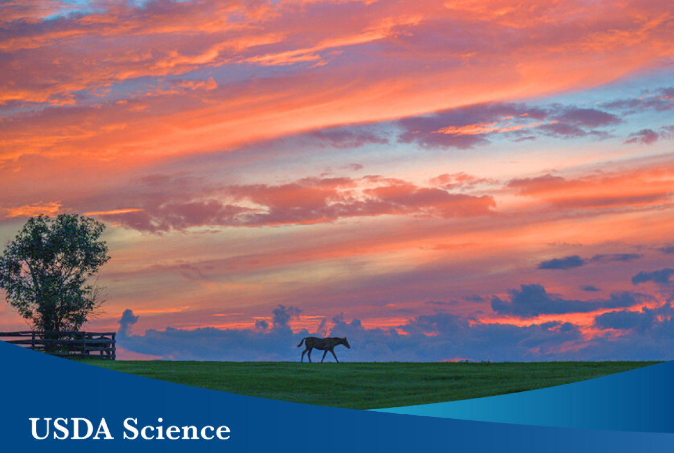 Sunset on a large thoroughbred horse farm in Kentucky, July 22, 2023