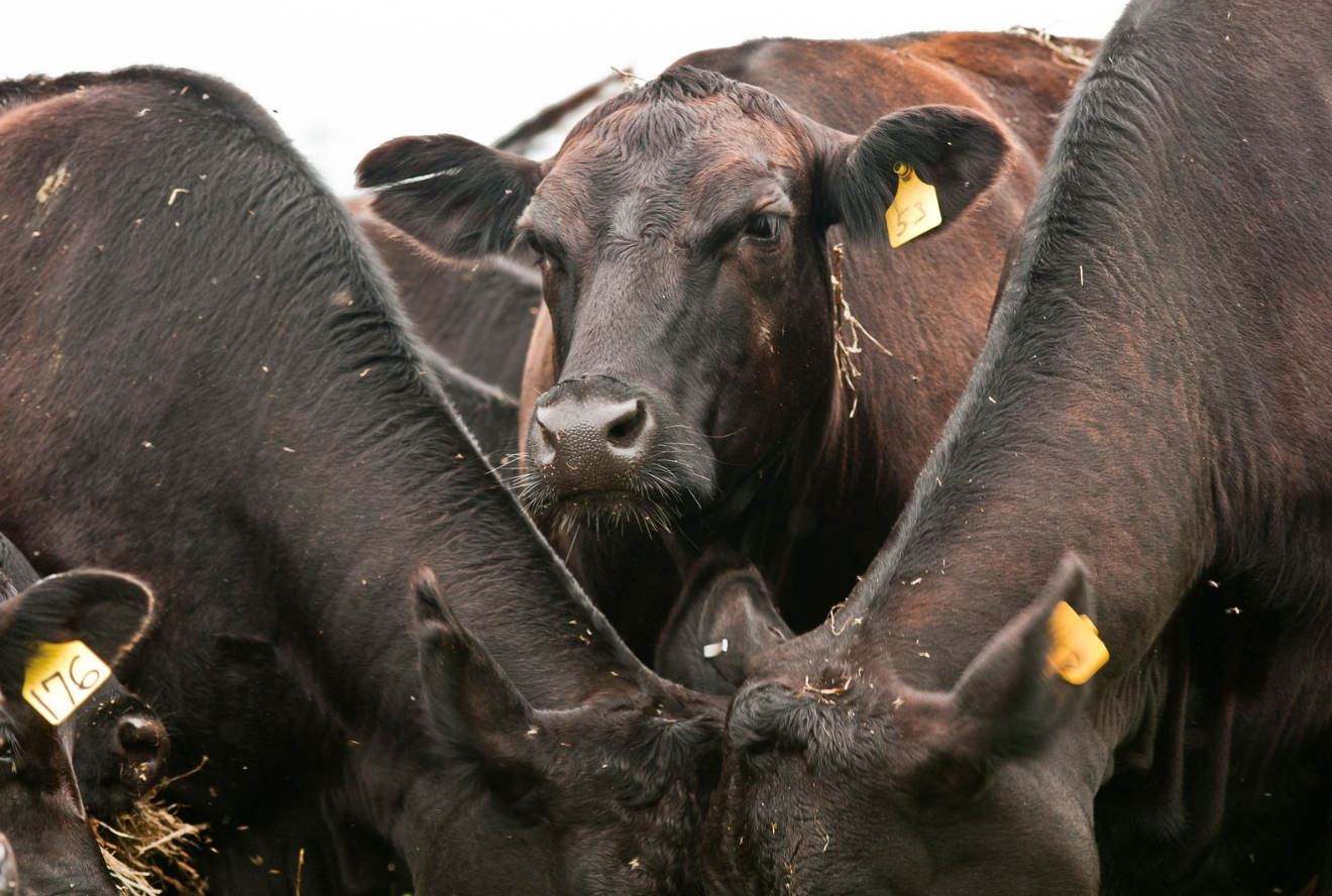 Cattle