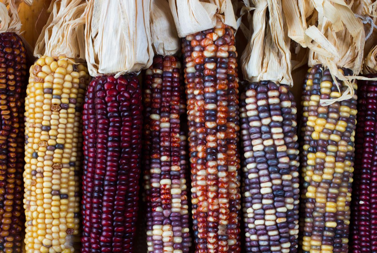 Multicolored corn