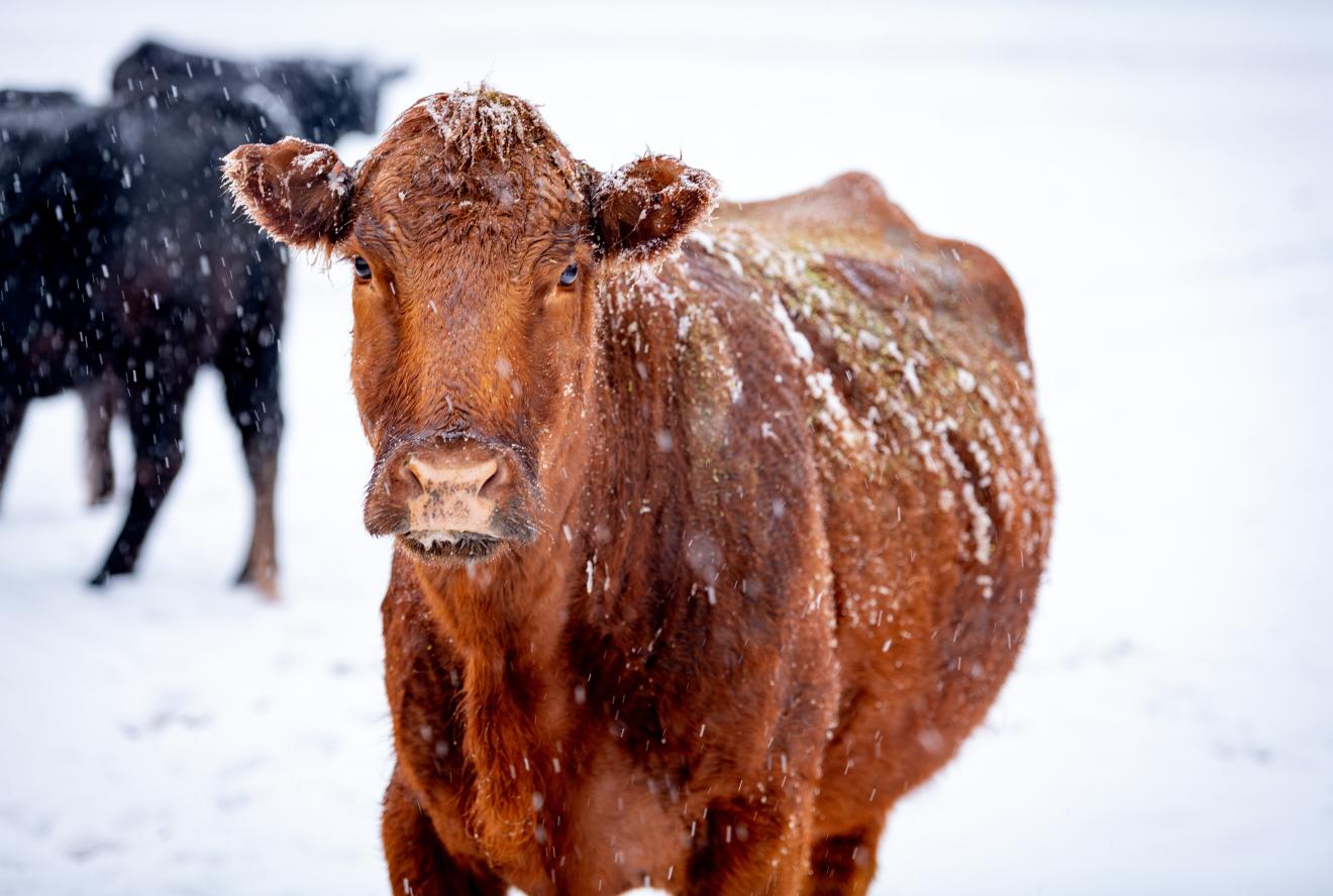 cow in a snow storm